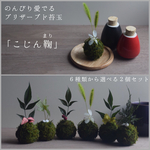 選べる2個セット 枯れない苔玉〜こじん鞠（まり）〜