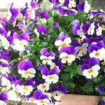 ✿　たいやき様　専用ページ　✿