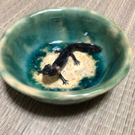 ウーパールーパーの器