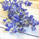 お花屋さんのドライフラワー・単品売り「デルフィニウム」