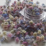 ドライフラワー　Gentleカラーかすみ草　パープルラベンダー　５０輪