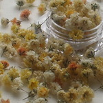 ドライフラワー　Gentleカラーかすみ草　イエロー系　５０輪