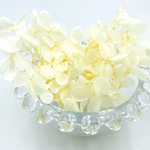 紫陽花＊オフホワイト<ブリザード>