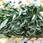 sale オリーブ切り枝