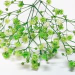 かすみ草   プリザーブドフラワー