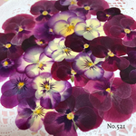 ♡new♡作家様必見♡ ♡赤花処理済み♡ ♡人気のビオラ♡押し花セット