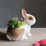 子うさぎのサキュレント