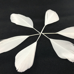 ☆６枚☆アイボリー♡本物フェザー(羽根カン付　ゴールド、シルバー選択自由)