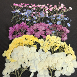 押し花 かすみ草 アナベル