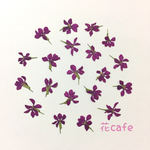 クフェア 押し花 素材