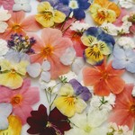🌼再販🌼大容量😃押し花色々ミックス70輪🌼