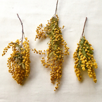 【Kuru-milk様☆専用ページ】ミモザのドライフラワー