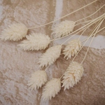 ポアプランツ　ホワイト　8本(大地農園）