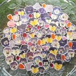 本物！押し花　フレークシール80枚　NO.233