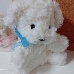 いぬの『ふわ』
