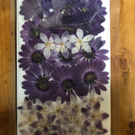 押し花 オステオペルマムセット
