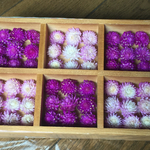 お花屋さんが作った本日の千日紅54冠set