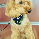 ペット用バンダナ・犬猫兼用・リバーシブル 送料無料