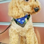 ペット用・バンダナ・犬猫兼用・リバーシブル  送料無料   