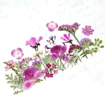 小さな花の物語 (cute！)     ＊押し花素材＊