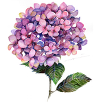 ポストカード32赤紫の紫陽花