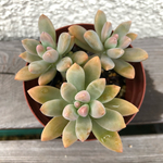 ♡エケベリア、秋麗、多肉植物