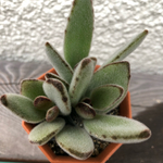 月兎耳、多肉植物、カランコエ