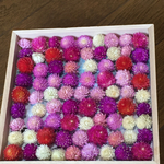 お花屋さんが作った本日の千日紅  78冠set