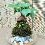 がじゅまる天然苔玉ガラス★サマーフェア