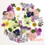 押し花 素材*6