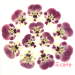 ビオラ⑥ 赤花処理 押し花 素材