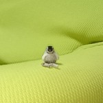 待て! babyペンギン 羊毛フェルト