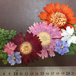 押し花 素材*.・ガーベラ*.・