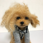 羊毛フェルト トイプードル オシャレなイケメン犬