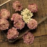 押し花【百日草12個】プラム色