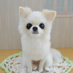 くりくりお目目のチワワちゃん