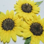 再販🌼押し花素材。🌻ミニヒマワリ🌻サンリッチレモン
