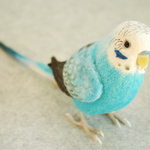 ペア用　オス　オパーリン水色　1701292　セキセイインコ