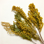 【favori_room様・専用ページ】ミモザのドライフラワー