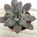 銀明色♡多肉植物、エケベリア