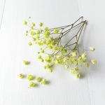 かすみ草50粒グリーン　アンティークプリザ