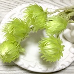 ミニシルバーデージー  ≪ アップルグリーン  ≫
