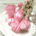 ミニシルバーデージー  ≪ キャンディーピンク ≫　