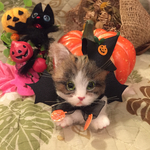 羊毛フェルトキジ白猫のハロウィンブローチ
