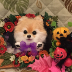 羊毛フェルト ポメラニアンAのハロウィンブローチ