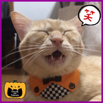 送料無料☆彡イケニャン♂おめかし正装風ハロウィンバージョン〜猫の首輪