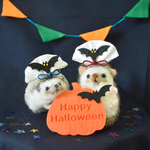 ペット用 ハロウィンカチューシャ風 帽子