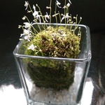 ウサギ苔ガラスキューブ天然苔玉★夏の先取りフェア