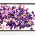 【千日紅ヘッド：１５０個】