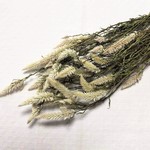 【穂ゲイトウ：ホルン】